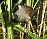 Water Rail 9P051D-003
